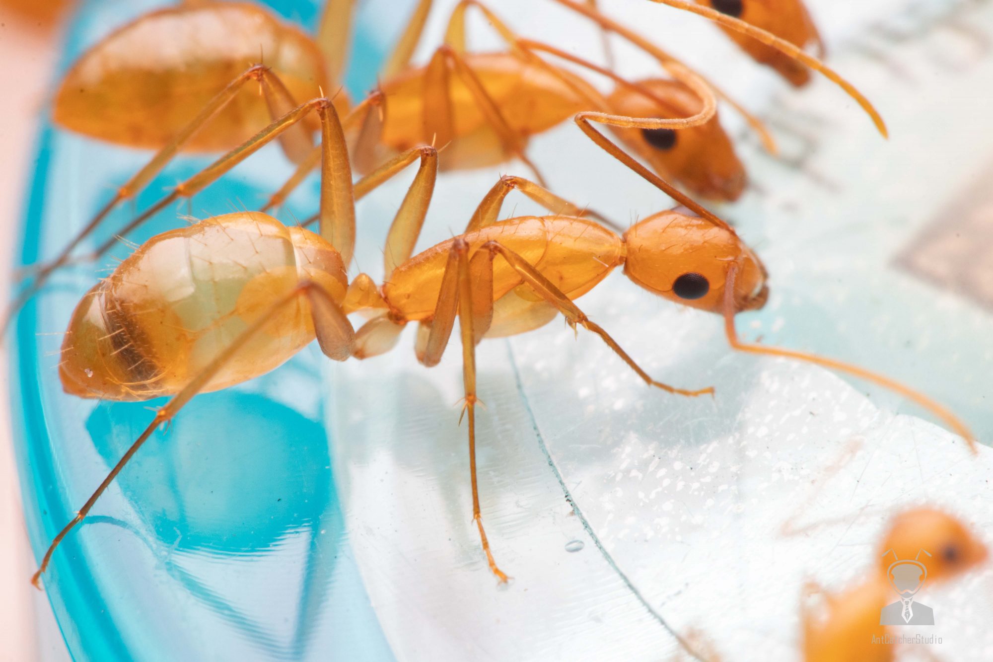 甜蜜巨山蟻  Camponotus variegatus dulcis 工蟻吃飼料