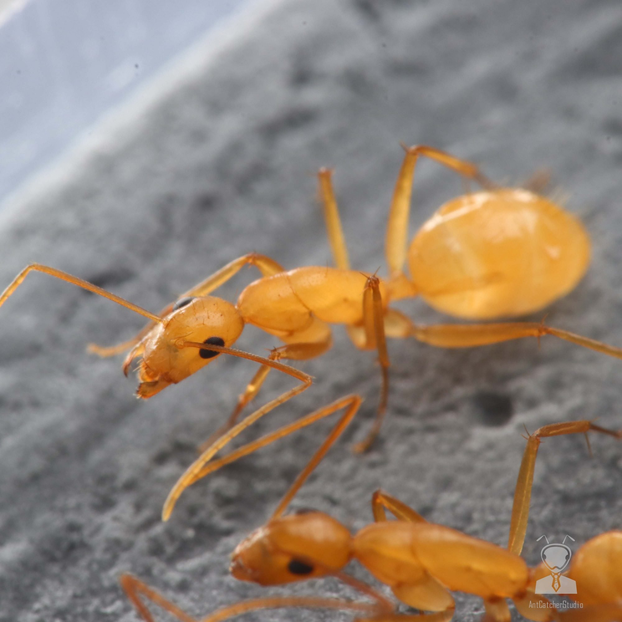 甜蜜巨山蟻  Camponotus variegatus dulcis 工蟻
