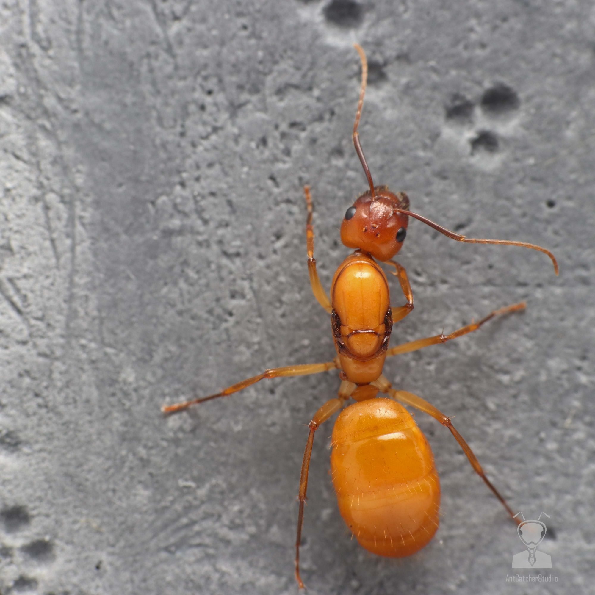 甜蜜巨山蟻  Camponotus variegatus dulcis 蟻后正視圖