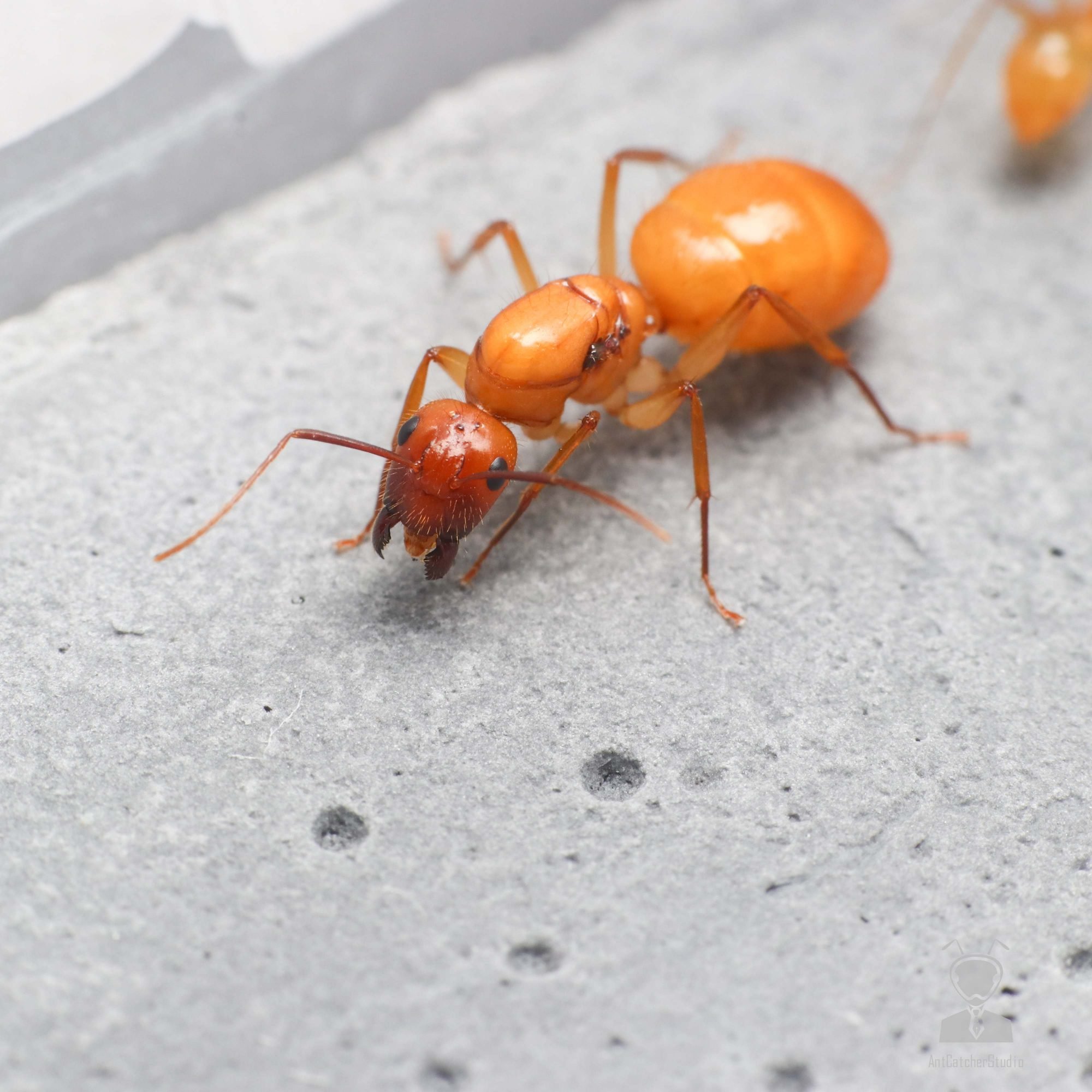 甜蜜巨山蟻  Camponotus variegatus dulcis 蟻后