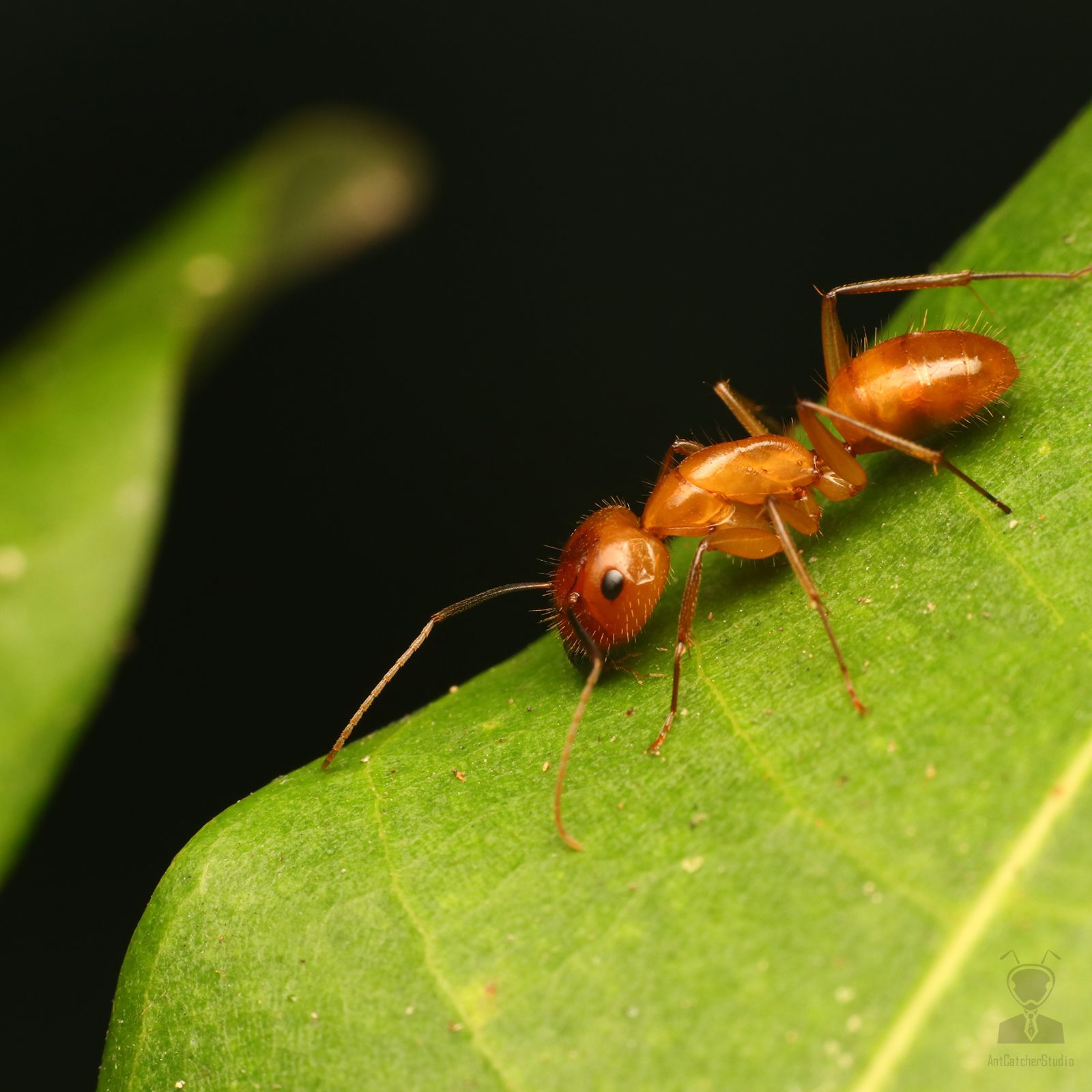 甜蜜巨山蟻  Camponotus variegatus dulcis 大型工蟻在葉片上