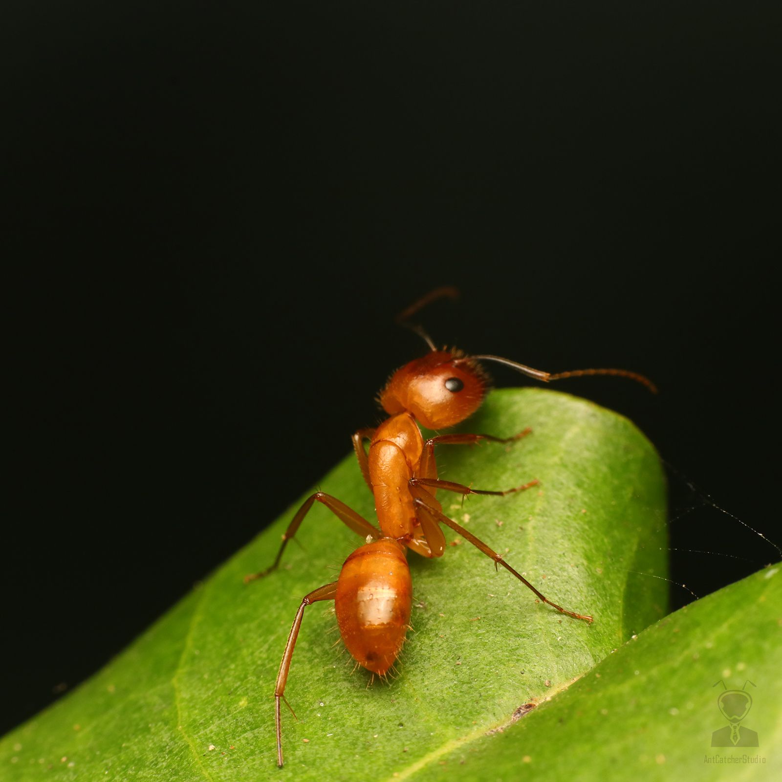 甜蜜巨山蟻  Camponotus variegatus dulcis 大型工蟻在葉片上