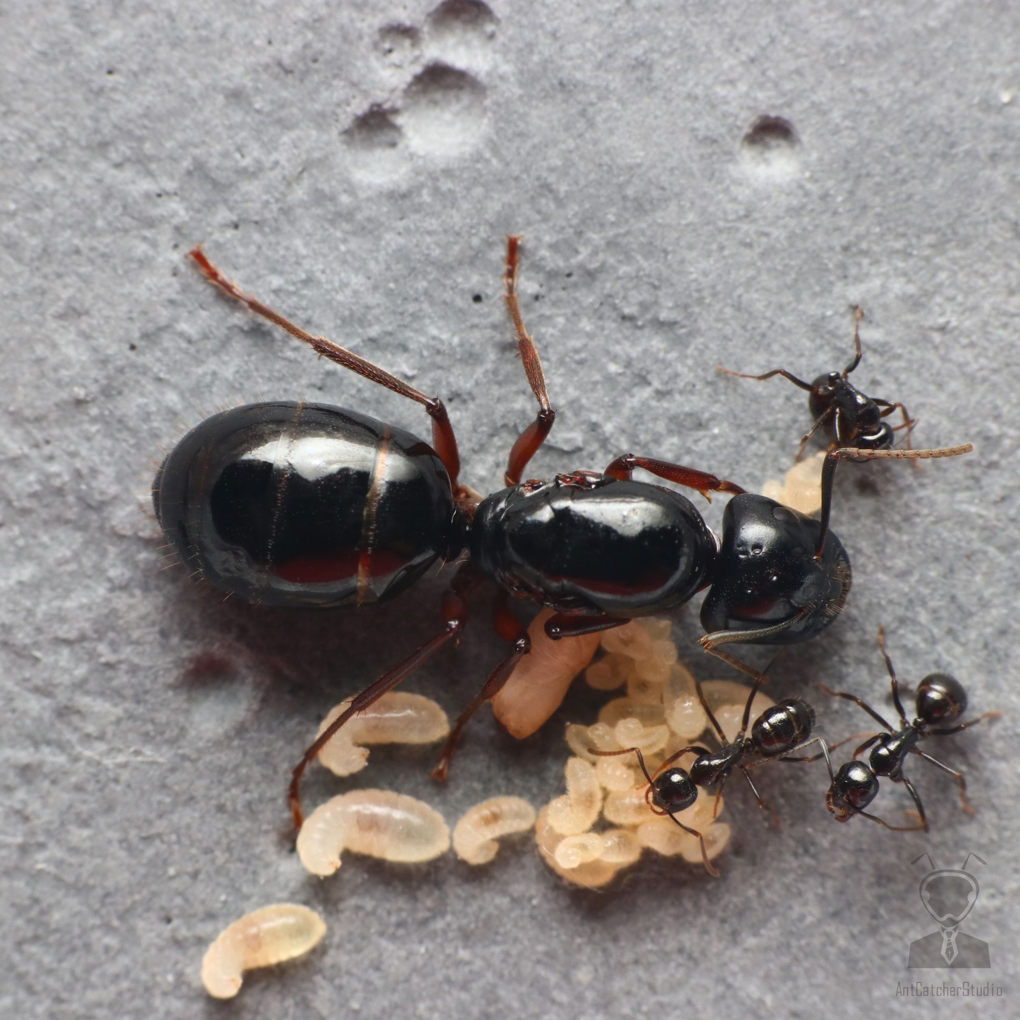 大黑的工蟻和蟻后比對