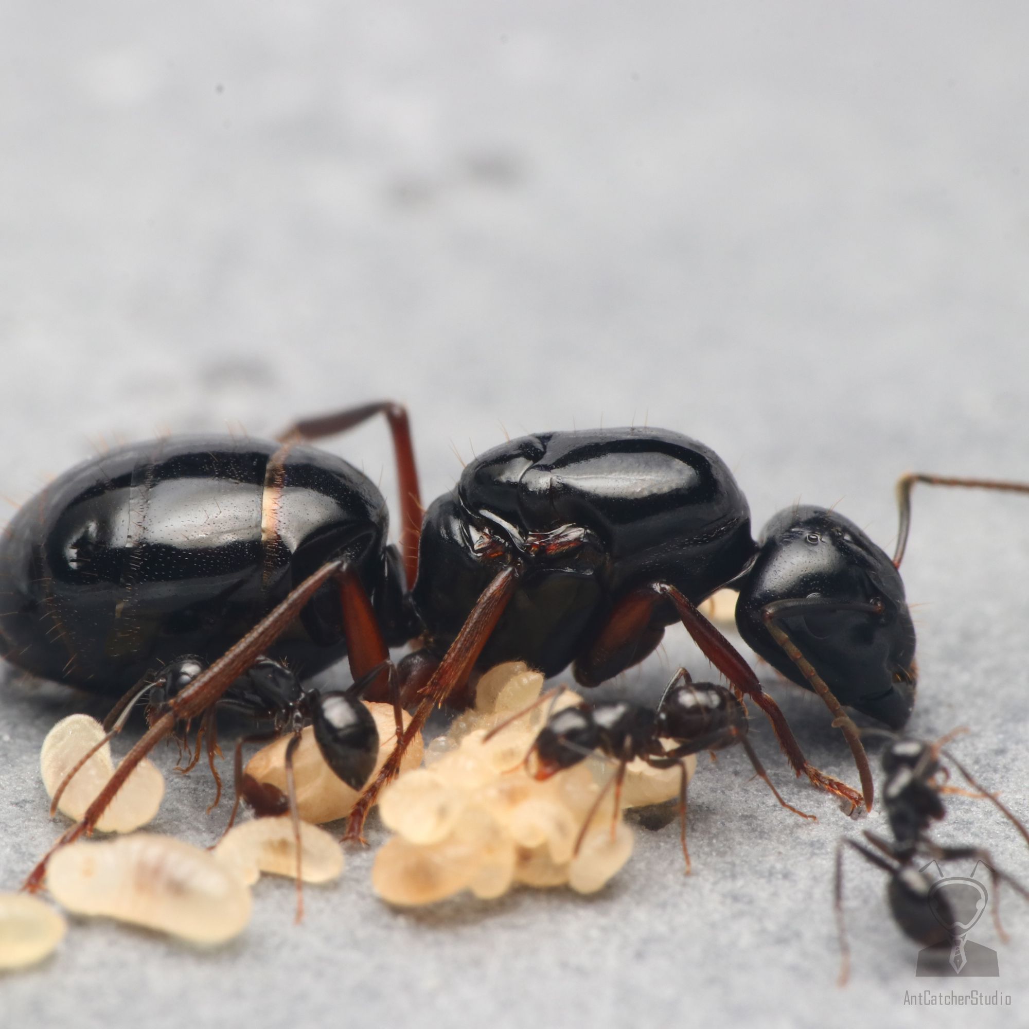 大黑巨山蟻的幼蟲