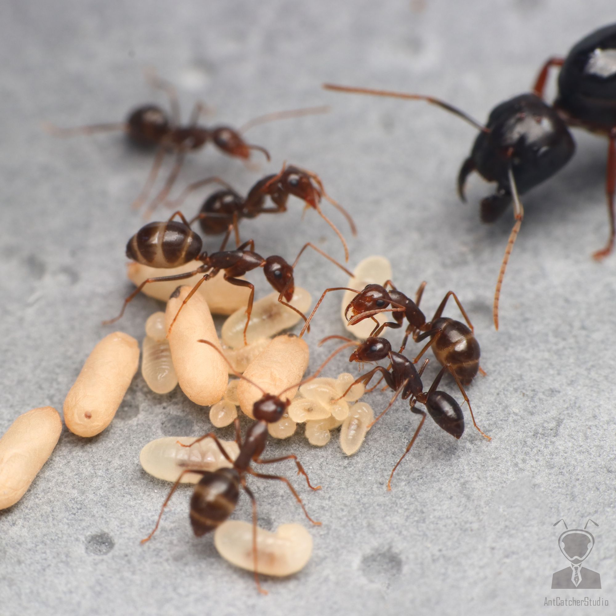 平均工蟻體型較大黑巨山蟻大