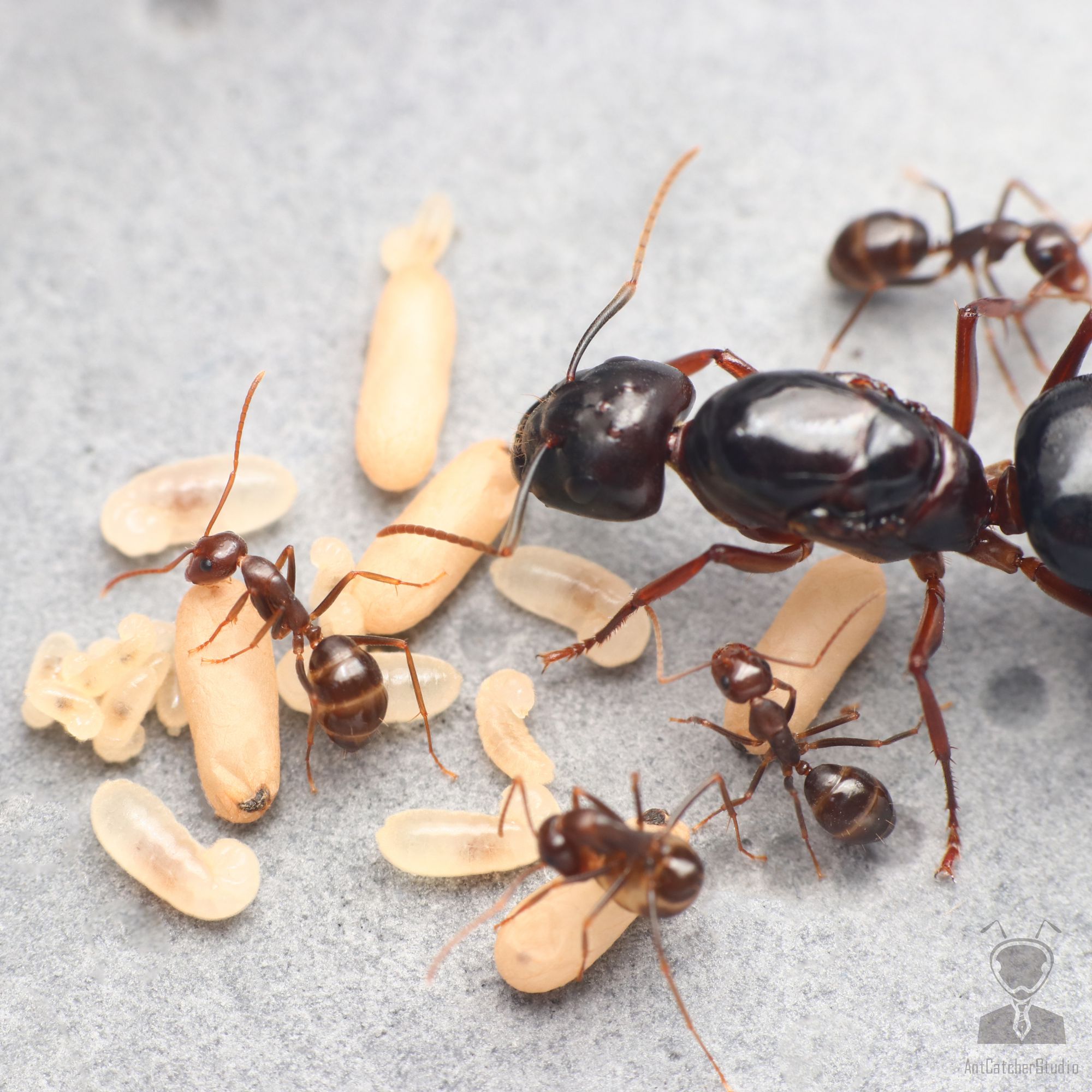 希氏巨山蟻的群落，由左至右分別為幼蟲、繭、工蟻、蟻后
