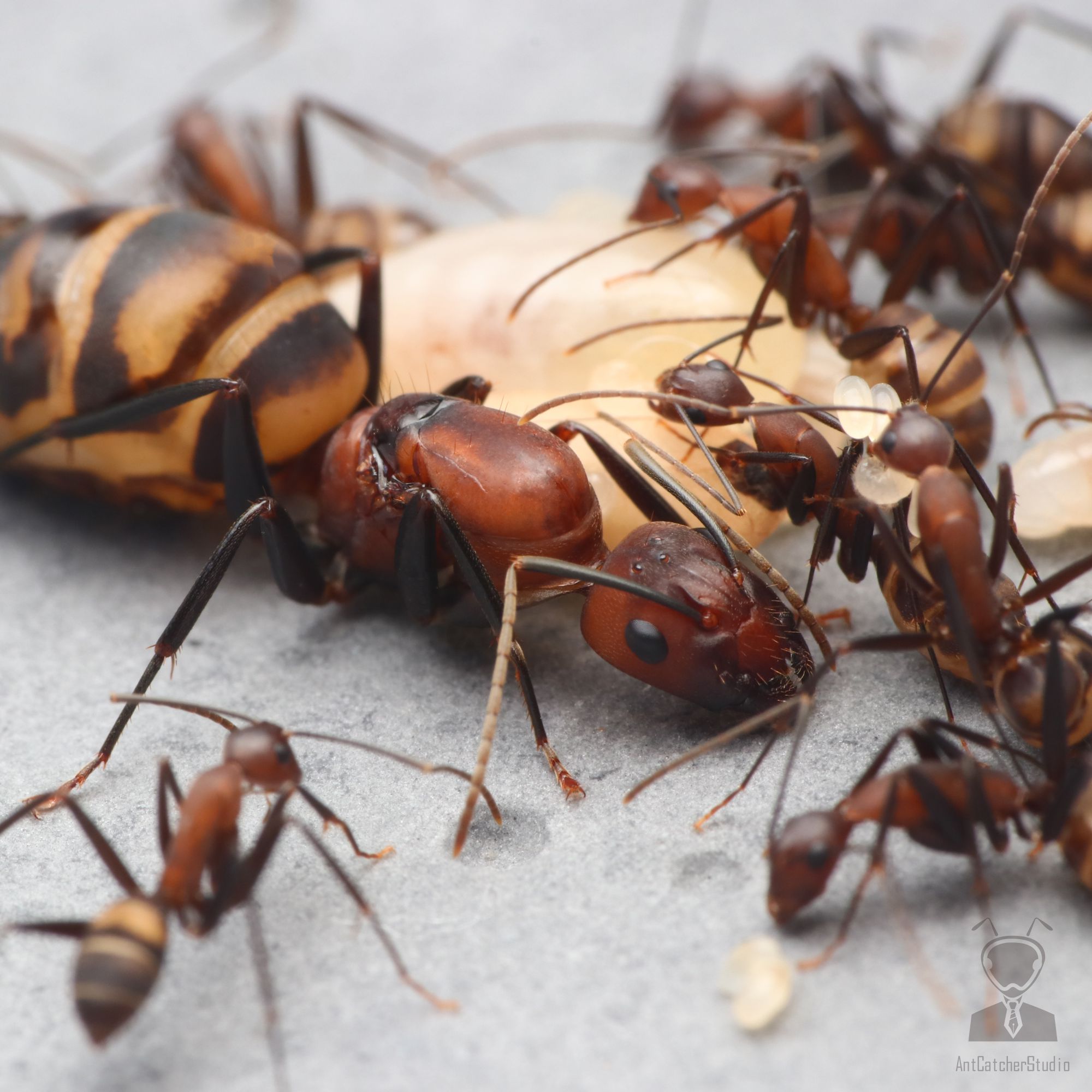臭巨山蟻是台灣非常具代表性的蟻種，令人印象深刻的外型配色讓人一眼就能認出