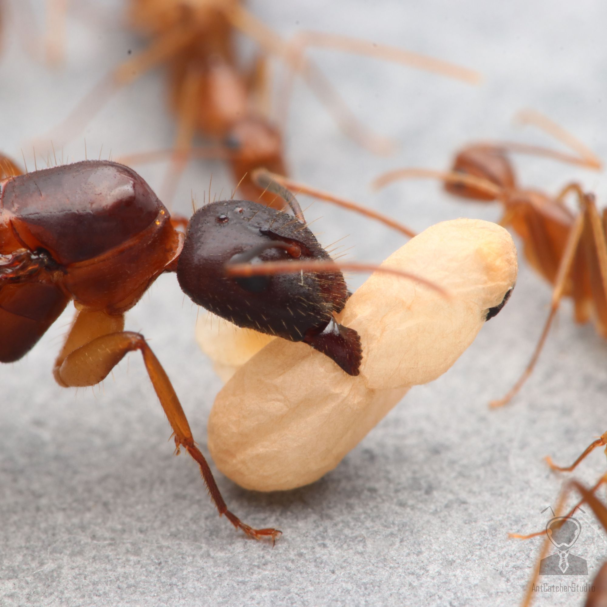 焦糖色的體色類似深色版的甜蜜巨山蟻，價格又便宜許多，素有「窮人的甜蜜」的稱號
