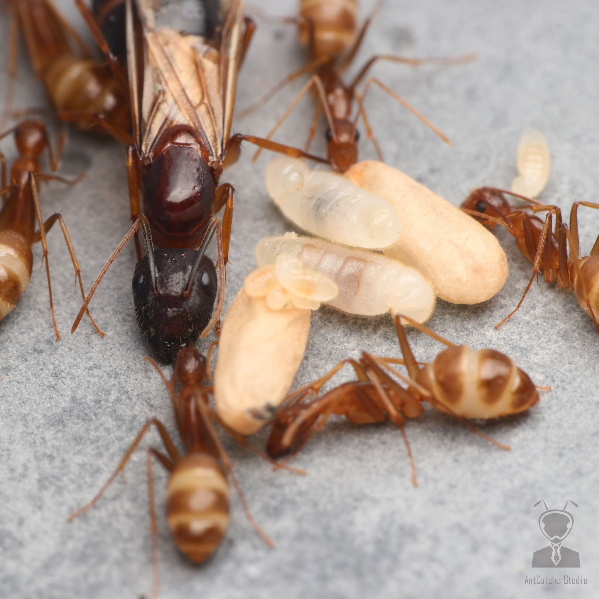 由左至右分別為蟻后、繭、幼蟲、工蟻