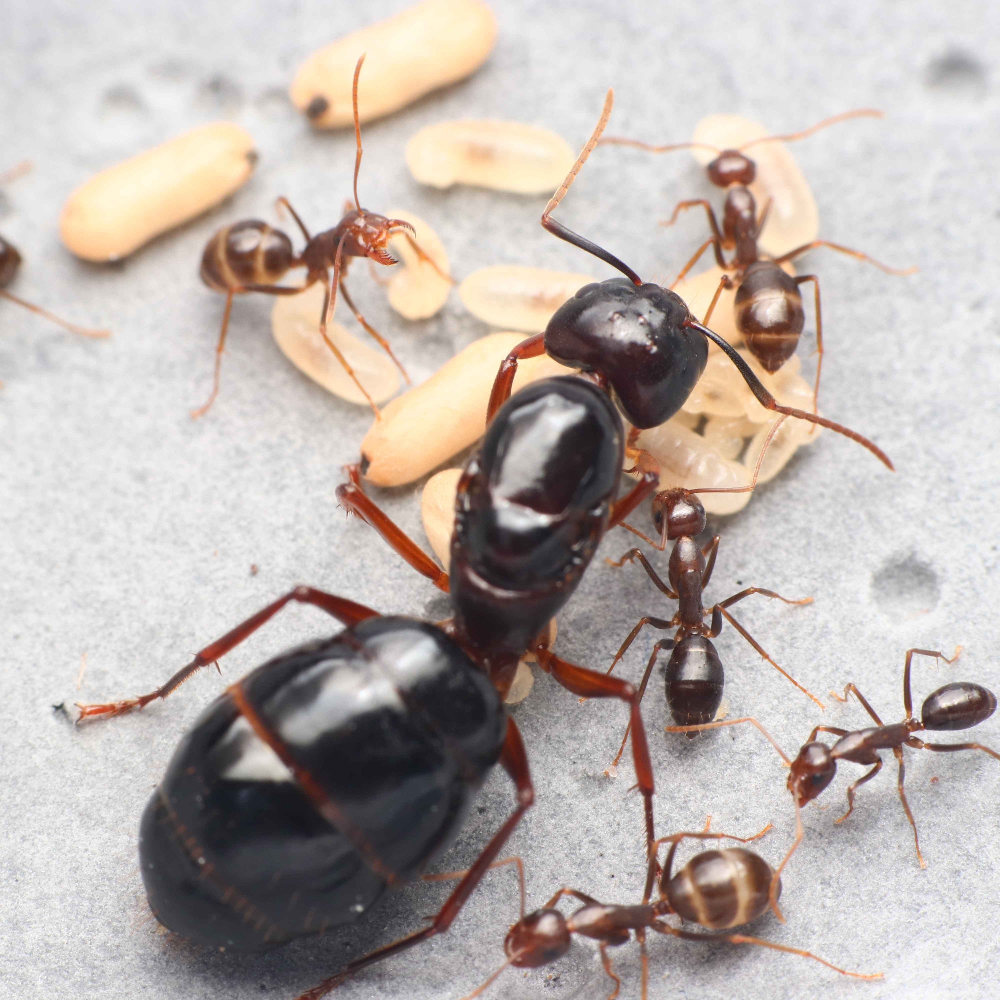 希氏巨山蟻蟻后在光線照射下呈現紅褐色