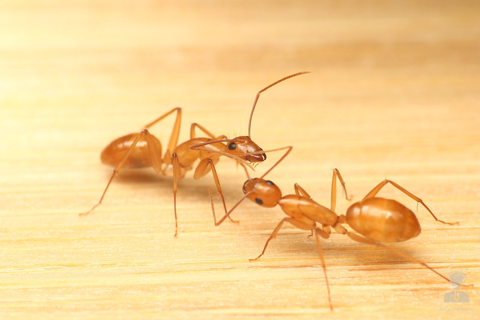 甜蜜巨山蟻  Camponotus variegatus dulcis 兩隻工蟻利用觸角進行溝通