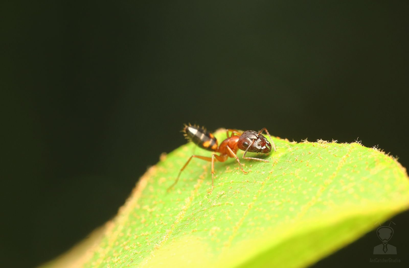 Camponotus sp.1 01