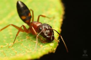 Camponotus sp.1 02