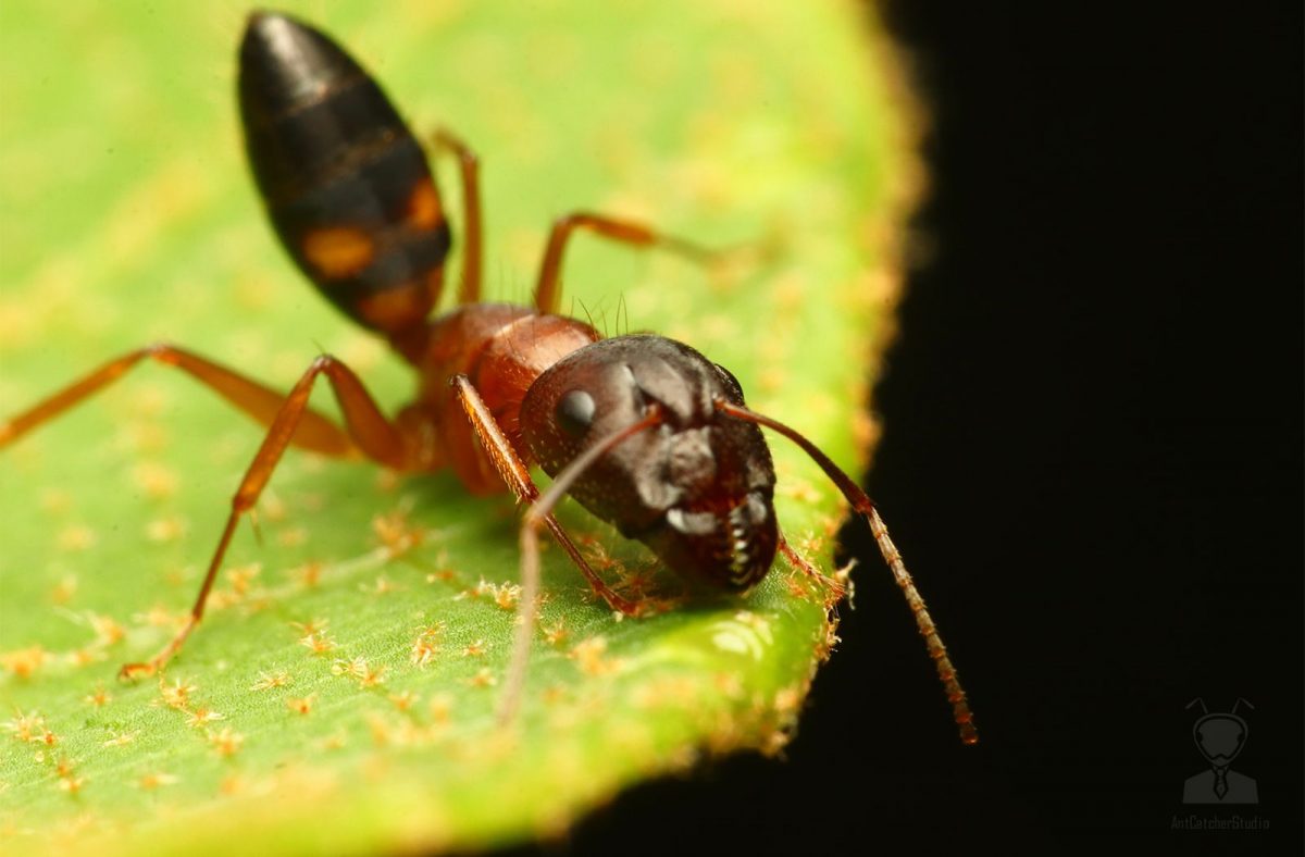 Camponotus sp.1 02 scaled