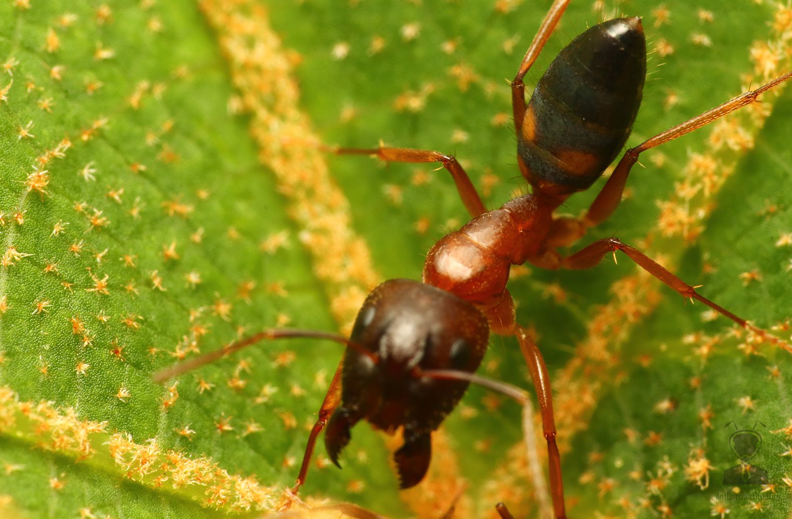 Camponotus sp.1 03