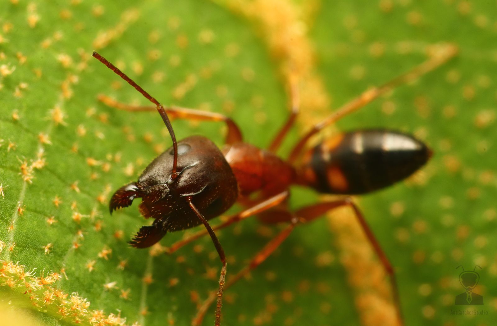 Camponotus sp.1 04