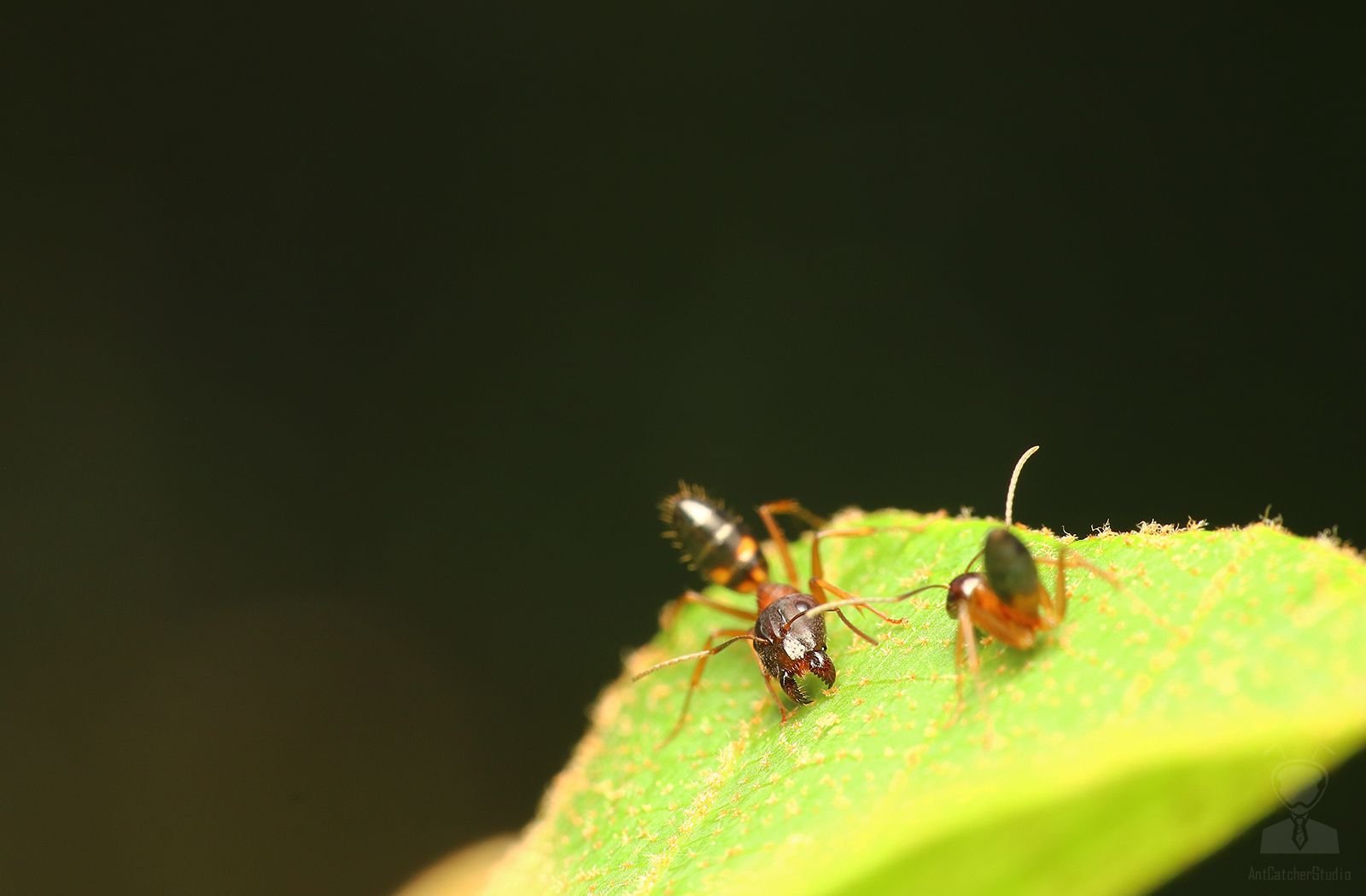 Camponotus sp.1 05