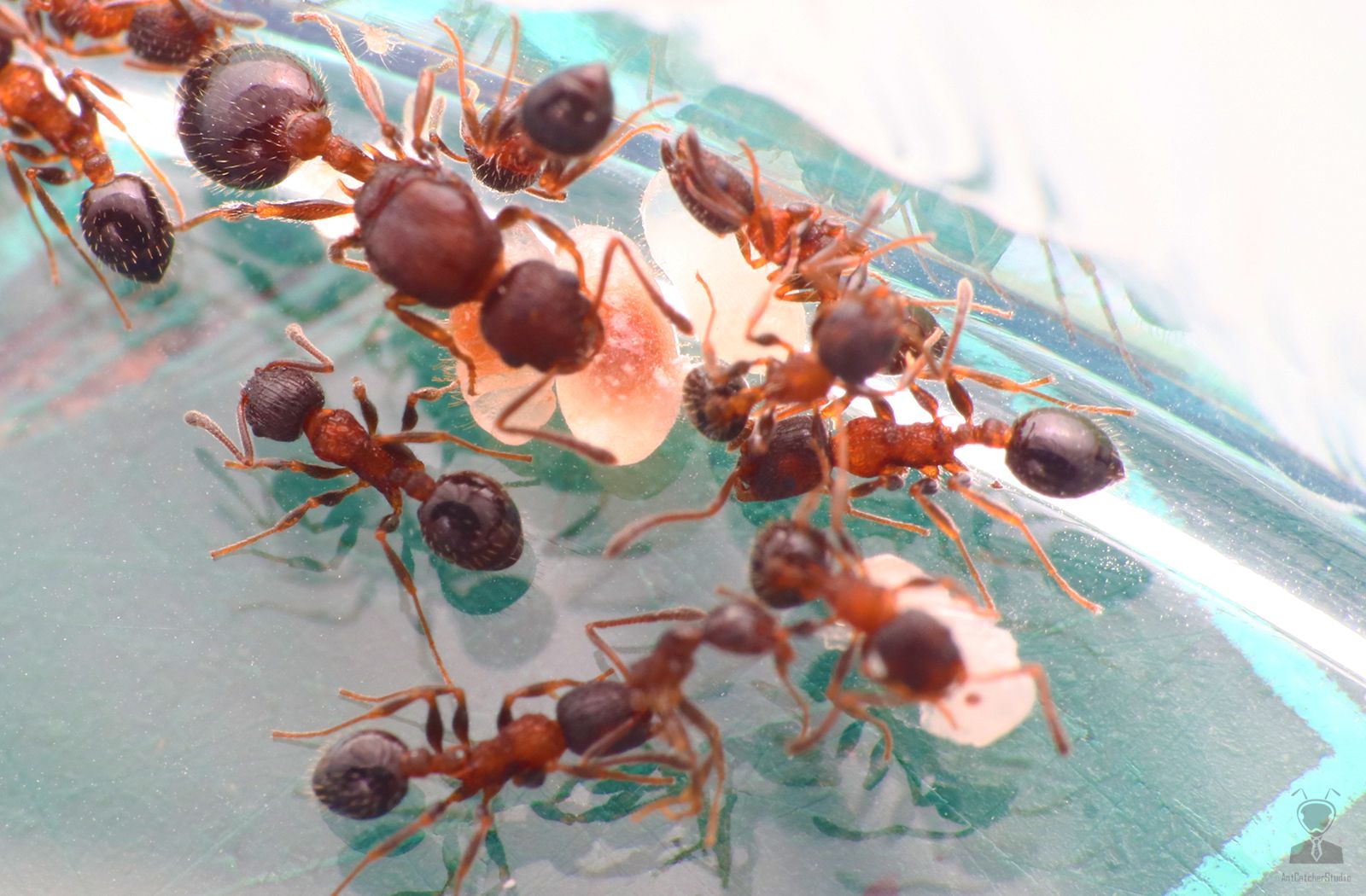 蟻后(左上)幼蟲、工蟻