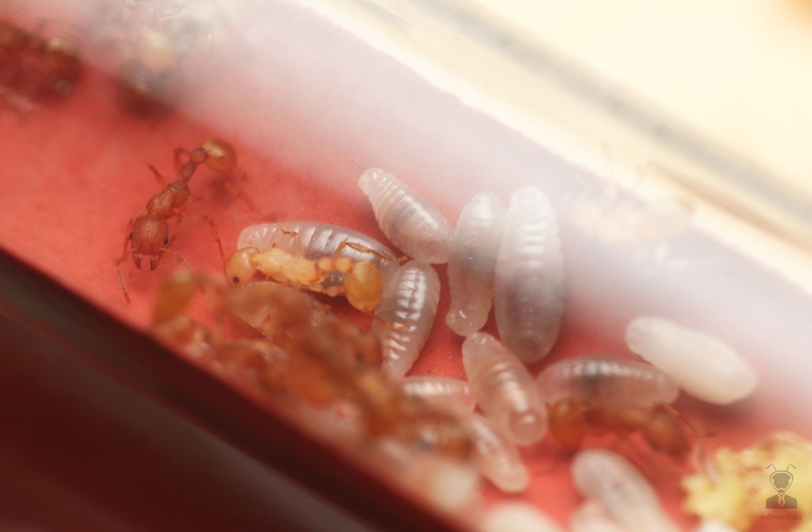 錫蘭細腰家蟻 工蟻與幼蟲
