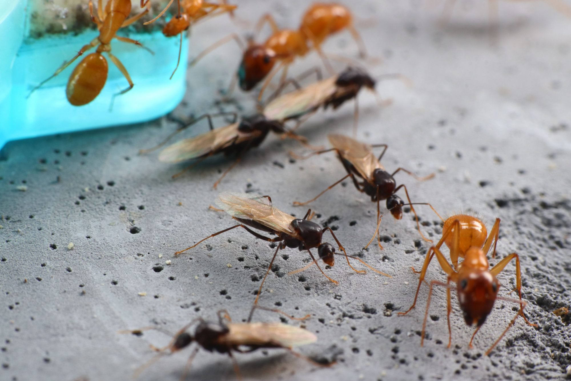 甜蜜巨山蟻  Camponotus variegatus dulcis 雄蟻(黑色)與大型工蟻