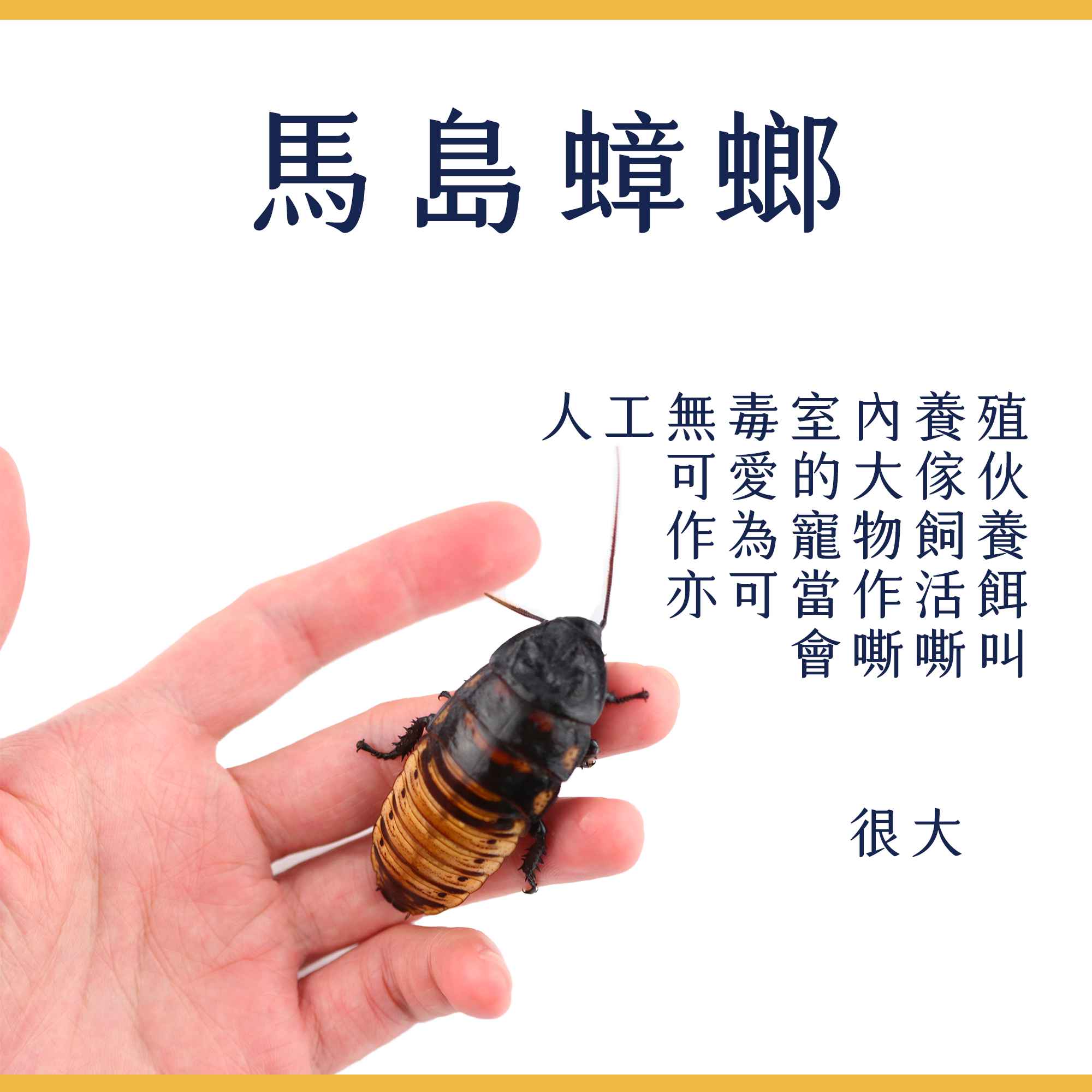 蟑螂繁殖組3