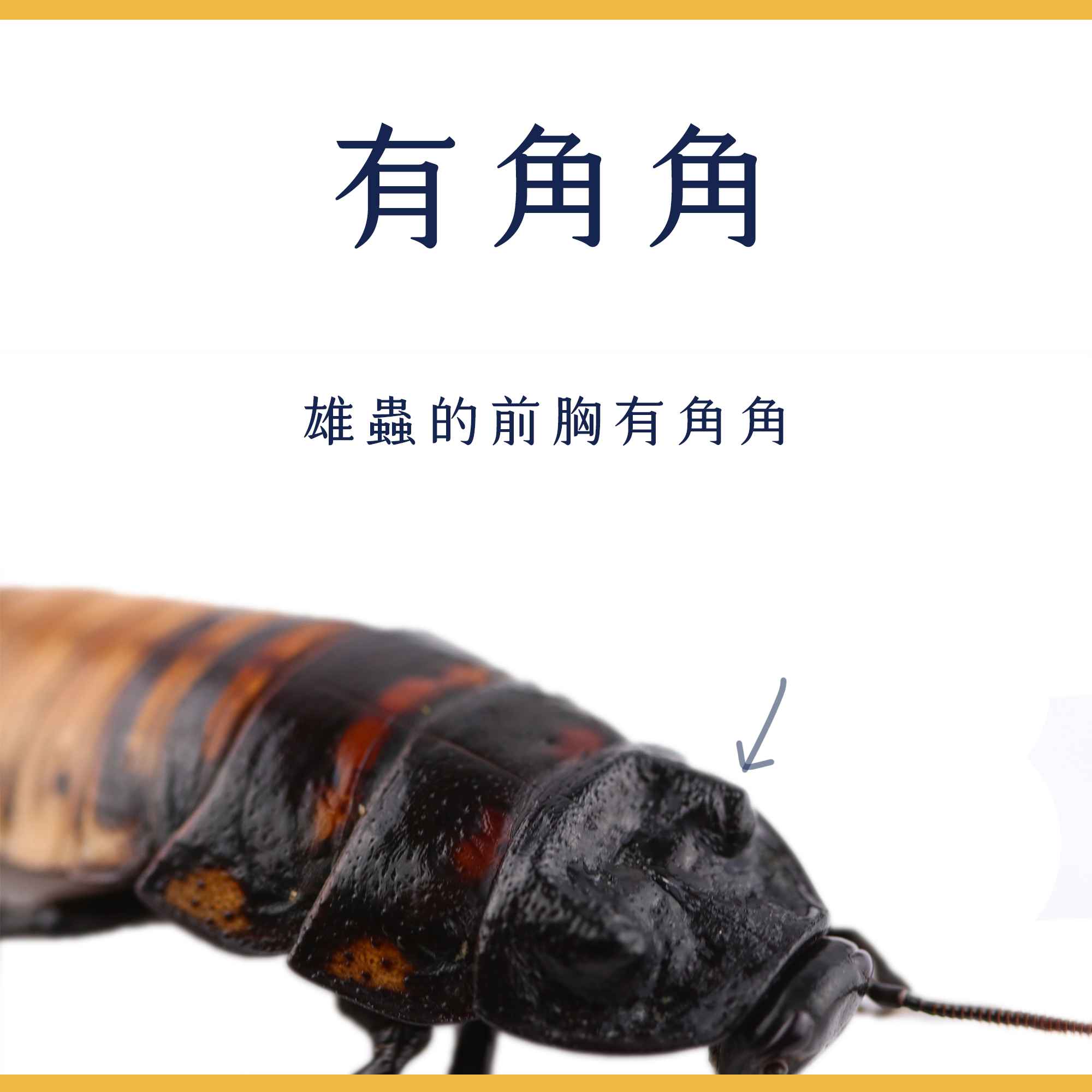 蟑螂繁殖組5