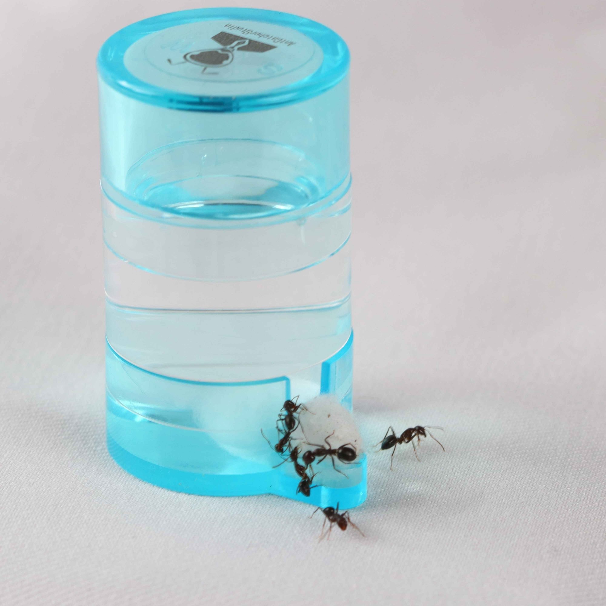 螞蟻喝水水