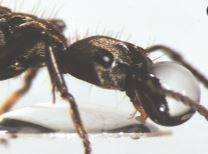 Camponotus rufipes夾著水滴，準備帶回蟻巢內。圖片來源：Paul & Roces 2003