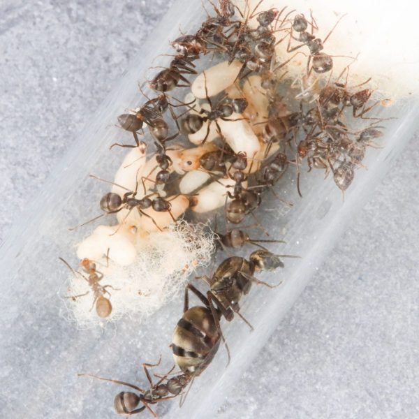 日本山蟻 scaled scaled